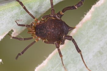 Media type: image;   Invertebrate Zoology 140068